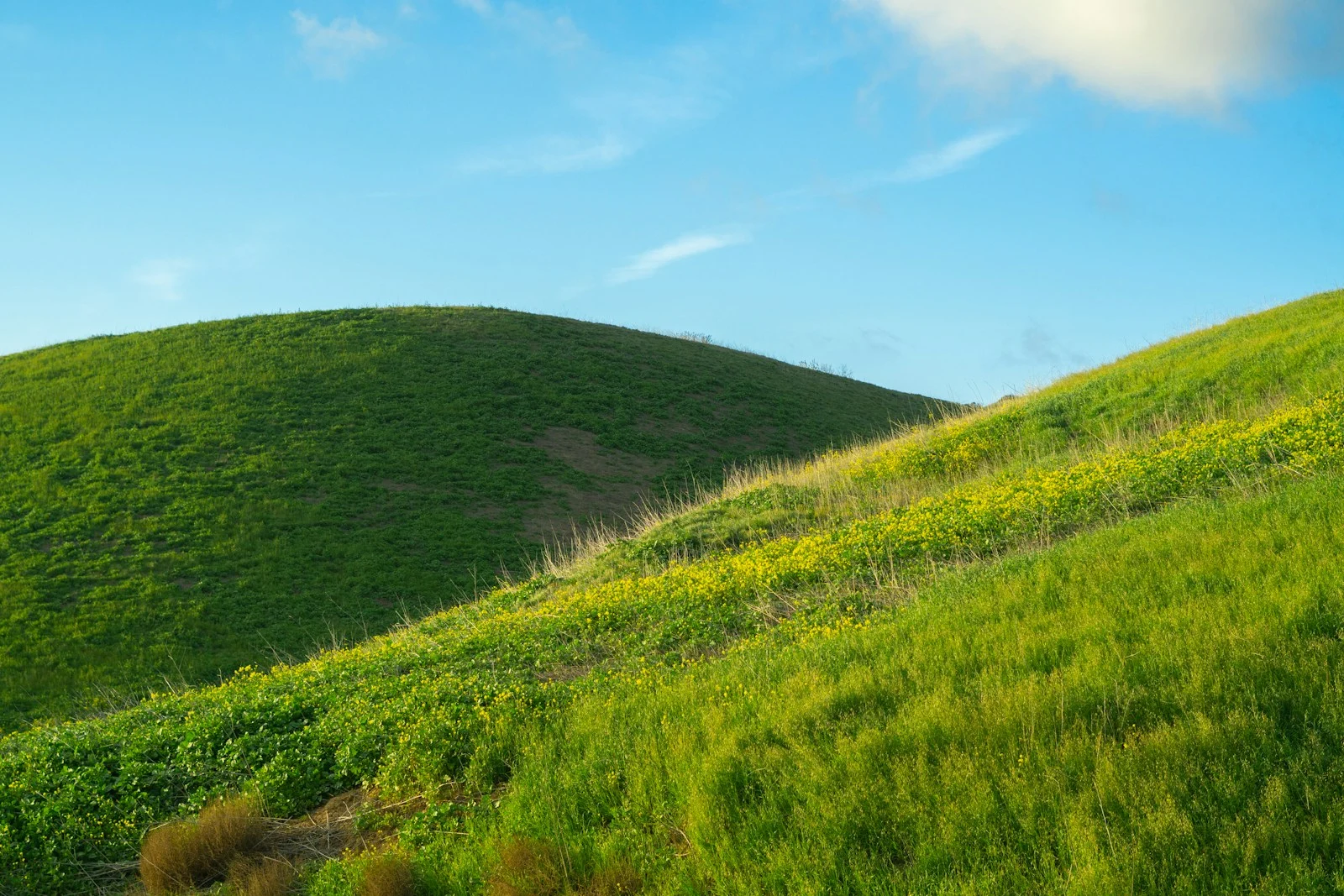 A green landscape in natural daylight